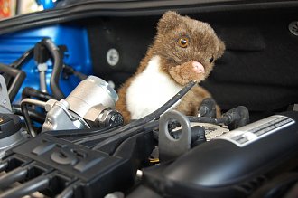 Plüschtier Marder sitzt im Motorraum(Ratio Mobil)